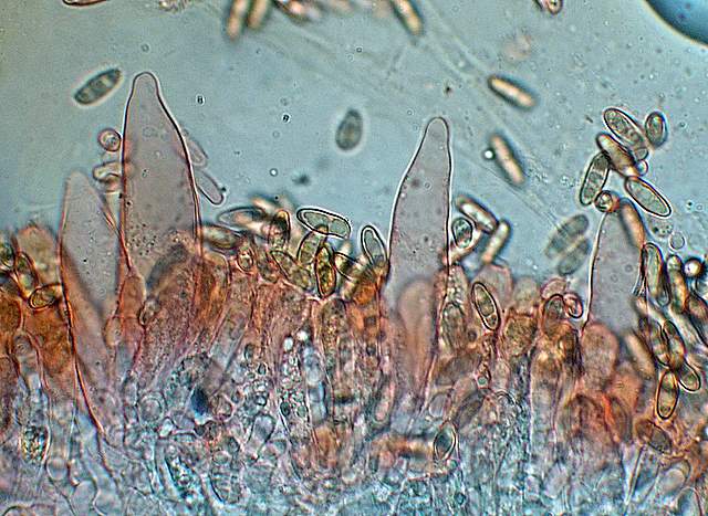 La  Flora  micologica  Alsaziana